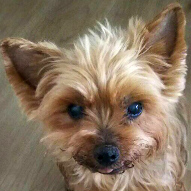 f:id:animal_protections:20190319111717j:plain