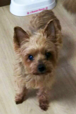 f:id:animal_protections:20190319111807j:plain