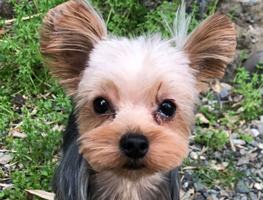 f:id:animal_protections:20190319164401j:plain
