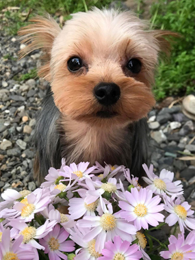 f:id:animal_protections:20190319164416j:plain