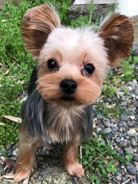 f:id:animal_protections:20190319164448j:plain
