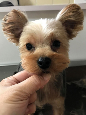 f:id:animal_protections:20190319164502j:plain