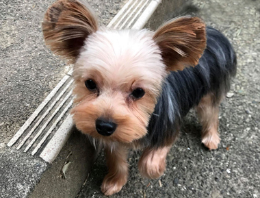 f:id:animal_protections:20190319164527j:plain