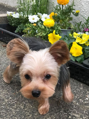 f:id:animal_protections:20190319164544j:plain