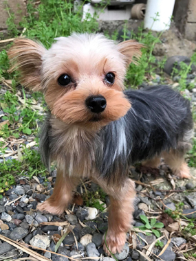 f:id:animal_protections:20190319164557j:plain