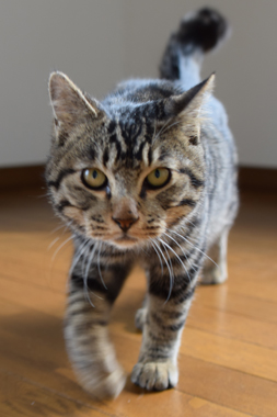 f:id:animal_protections:20190321174851j:plain