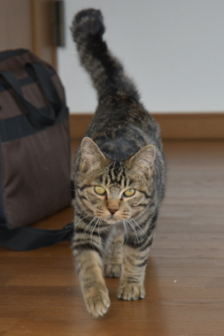 f:id:animal_protections:20190321174907j:plain