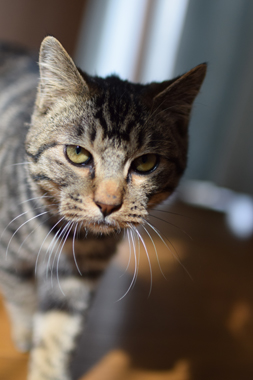 f:id:animal_protections:20190321174924j:plain