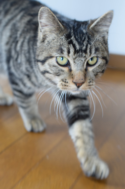 f:id:animal_protections:20190321174949j:plain