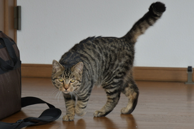 f:id:animal_protections:20190321175004j:plain
