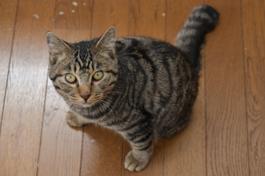 f:id:animal_protections:20190321175048j:plain