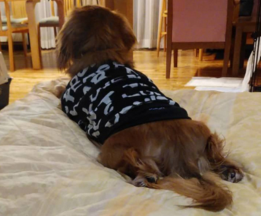 f:id:animal_protections:20190321183052j:plain f:id:animal_protections:20190321183052j:plain