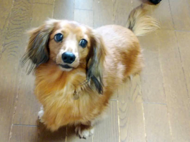 f:id:animal_protections:20190321183136j:plain f:id:animal_protections:20190321183136j:plain