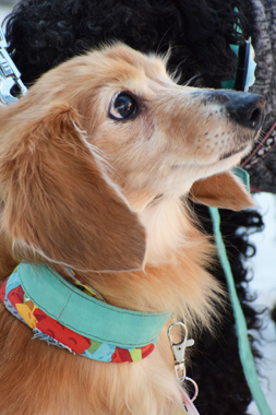 f:id:animal_protections:20190327111545j:plain f:id:animal_protections:20190327111545j:plain