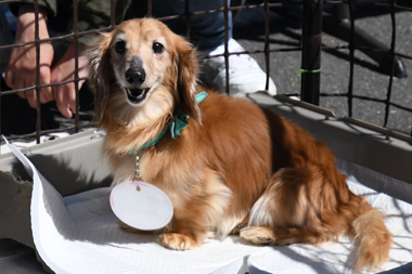 f:id:animal_protections:20190327111559j:plain f:id:animal_protections:20190327111559j:plain