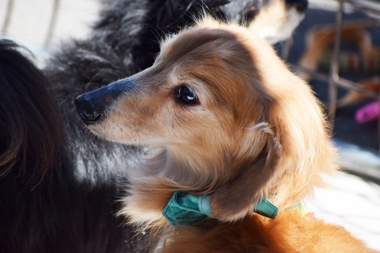 f:id:animal_protections:20190327111612j:plain f:id:animal_protections:20190327111612j:plain