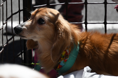 f:id:animal_protections:20190327111630j:plain f:id:animal_protections:20190327111630j:plain