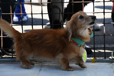 f:id:animal_protections:20190327111649j:plain f:id:animal_protections:20190327111649j:plain