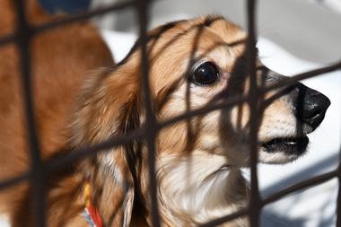 f:id:animal_protections:20190327111701j:plain f:id:animal_protections:20190327111701j:plain