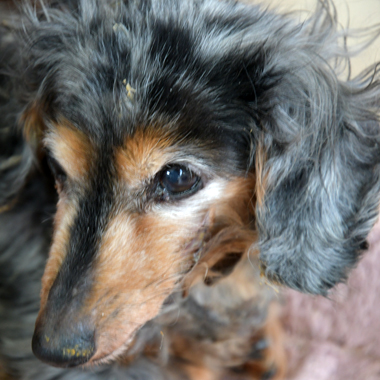 f:id:animal_protections:20190327215309j:plain f:id:animal_protections:20190327215309j:plain