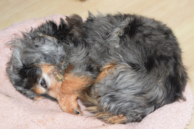 f:id:animal_protections:20190327215328j:plain f:id:animal_protections:20190327215328j:plain
