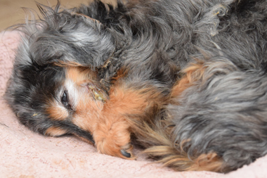 f:id:animal_protections:20190327215344j:plain f:id:animal_protections:20190327215344j:plain