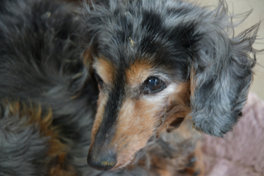 f:id:animal_protections:20190327215412j:plain f:id:animal_protections:20190327215412j:plain