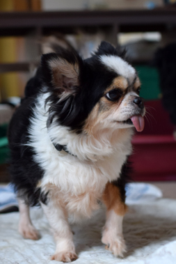f:id:animal_protections:20190327215805j:plain