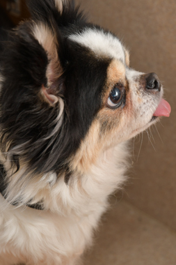 f:id:animal_protections:20190327215843j:plain