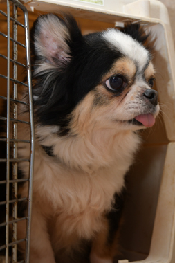 f:id:animal_protections:20190327215858j:plain f:id:animal_protections:20190327215858j:plain