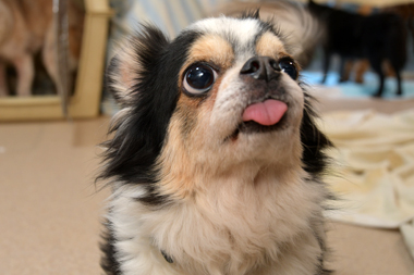 f:id:animal_protections:20190327215912j:plain f:id:animal_protections:20190327215912j:plain
