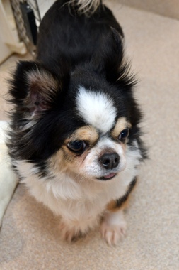 f:id:animal_protections:20190327215928j:plain