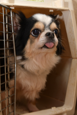 f:id:animal_protections:20190327220007j:plain f:id:animal_protections:20190327220007j:plain