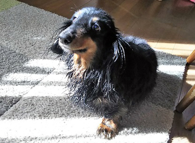 f:id:animal_protections:20190327230546j:plain f:id:animal_protections:20190327230546j:plain
