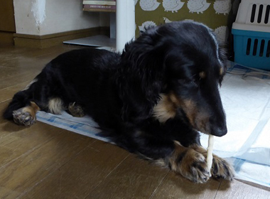 f:id:animal_protections:20190327230605j:plain f:id:animal_protections:20190327230605j:plain