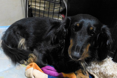 f:id:animal_protections:20190327230617j:plain f:id:animal_protections:20190327230617j:plain