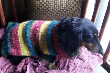 f:id:animal_protections:20190327230633j:plain f:id:animal_protections:20190327230633j:plain