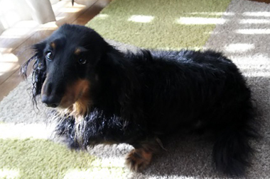 f:id:animal_protections:20190327230645j:plain f:id:animal_protections:20190327230645j:plain