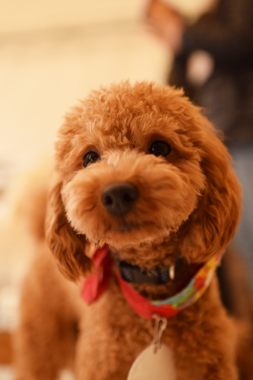 f:id:animal_protections:20190328122118j:plain