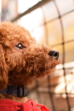 f:id:animal_protections:20190328122206j:plain