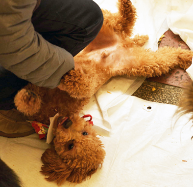 f:id:animal_protections:20190328122303j:plain
