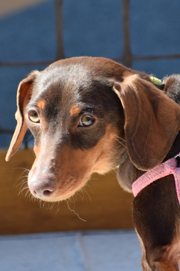 f:id:animal_protections:20190329133501j:plain