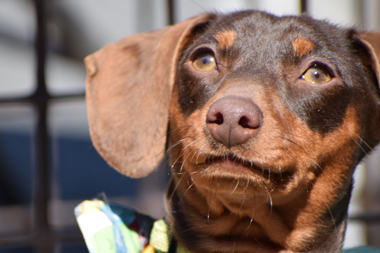 f:id:animal_protections:20190329133520j:plain