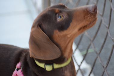 f:id:animal_protections:20190329133544j:plain