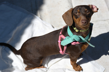 f:id:animal_protections:20190329133607j:plain