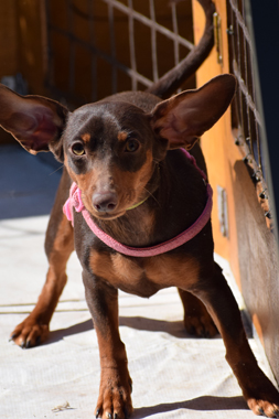 f:id:animal_protections:20190329133630j:plain