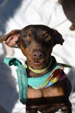 f:id:animal_protections:20190329133654j:plain