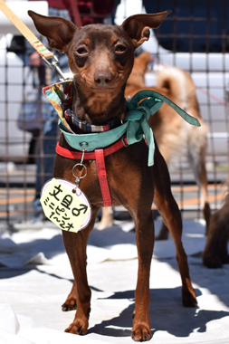 f:id:animal_protections:20190329134220j:plain