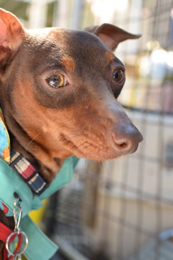 f:id:animal_protections:20190329134247j:plain