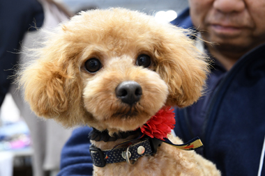 f:id:animal_protections:20190406192432j:plain